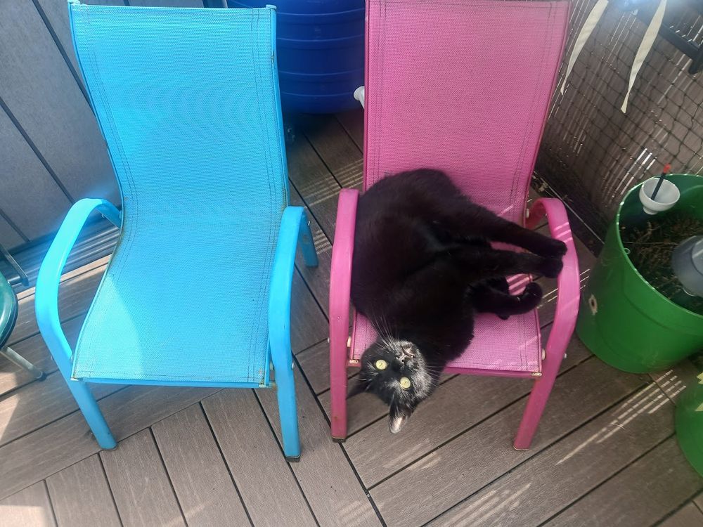 Black cat upside down in childrens chair