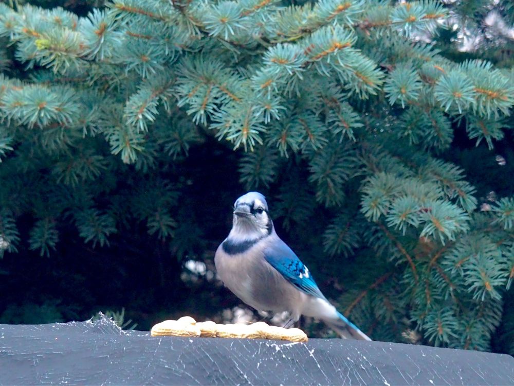 Picture of a bluejay next to a pile of peanuts with a pine tree in the background.