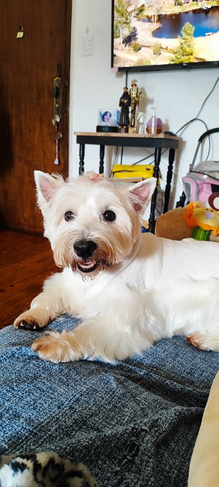 Cachorrinha branca olhando pra câmera, sentada no sofá.
