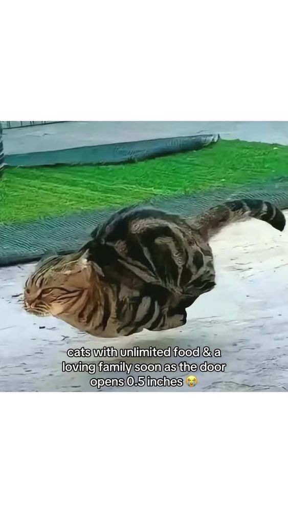 Photo of a cat running at high speed captioned, 