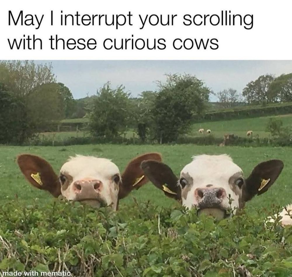 Photo of two cows captioned 