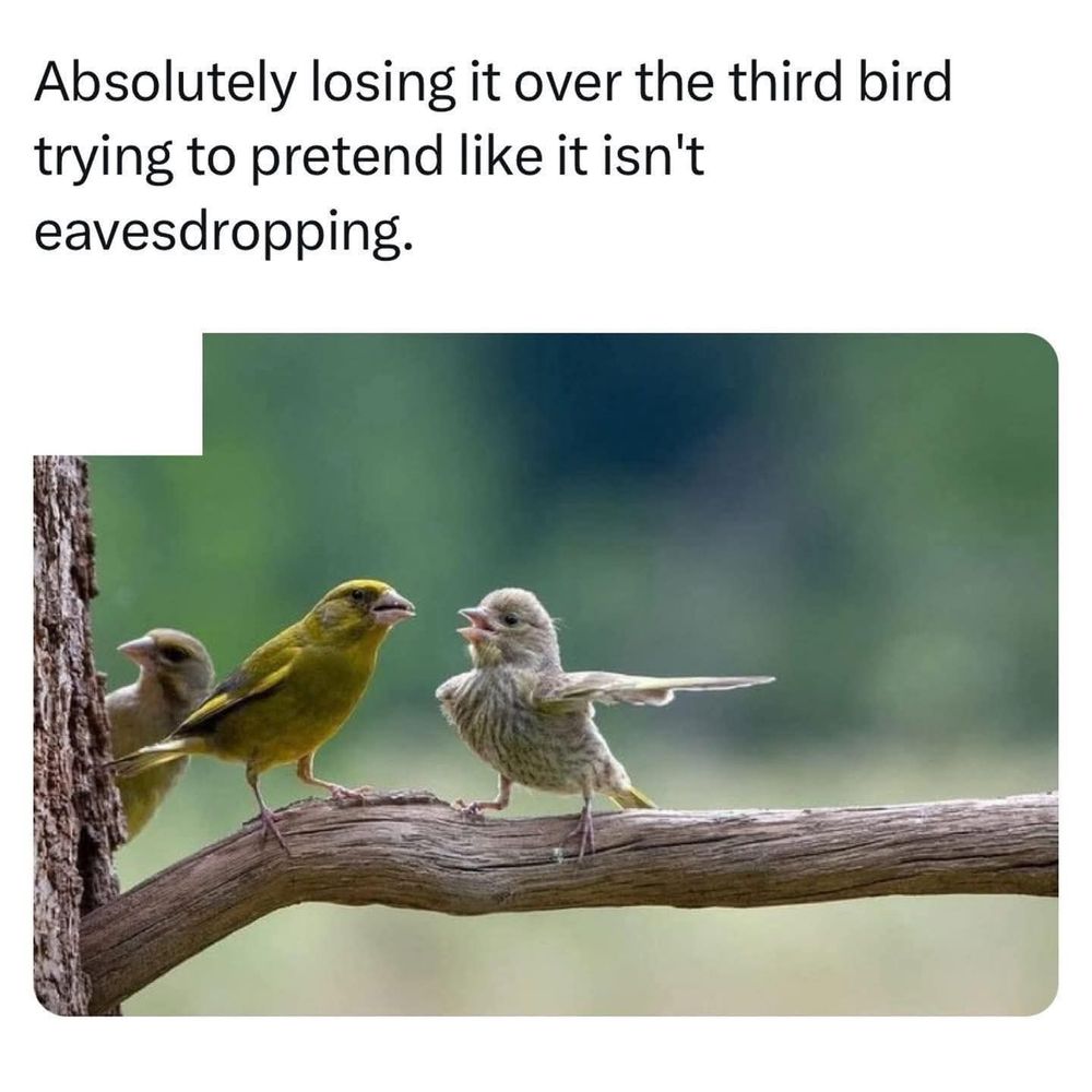 Real or AI created photo of a 3 birds: one reprimanding another bird & one eavesdropping on the two captioned, 