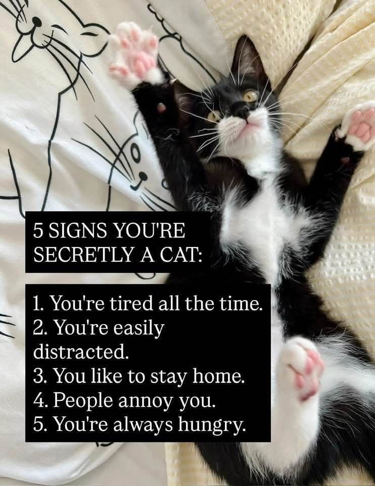 Photo of a cat captioned, 