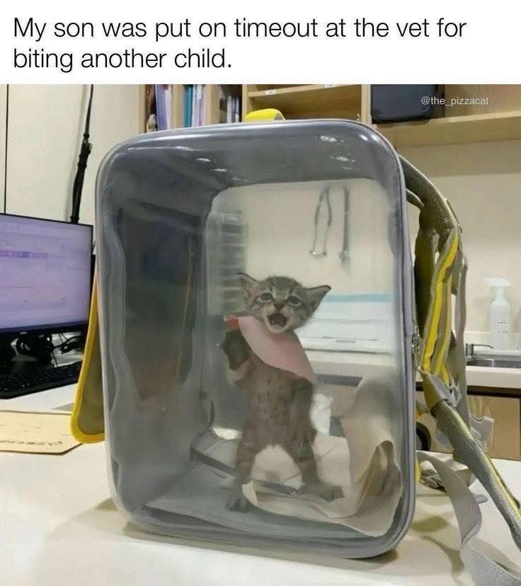 photo of a kitten in a small crate standing on its hind legs, meowing & looking upset captioned, 'my son was put on timeout at the vet for biting another child'. 