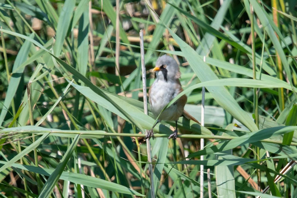 male Bearded Reedling