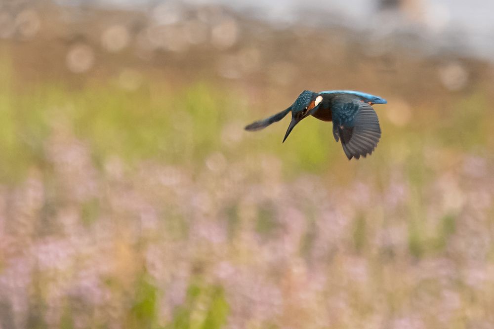 hovering Kingfisher