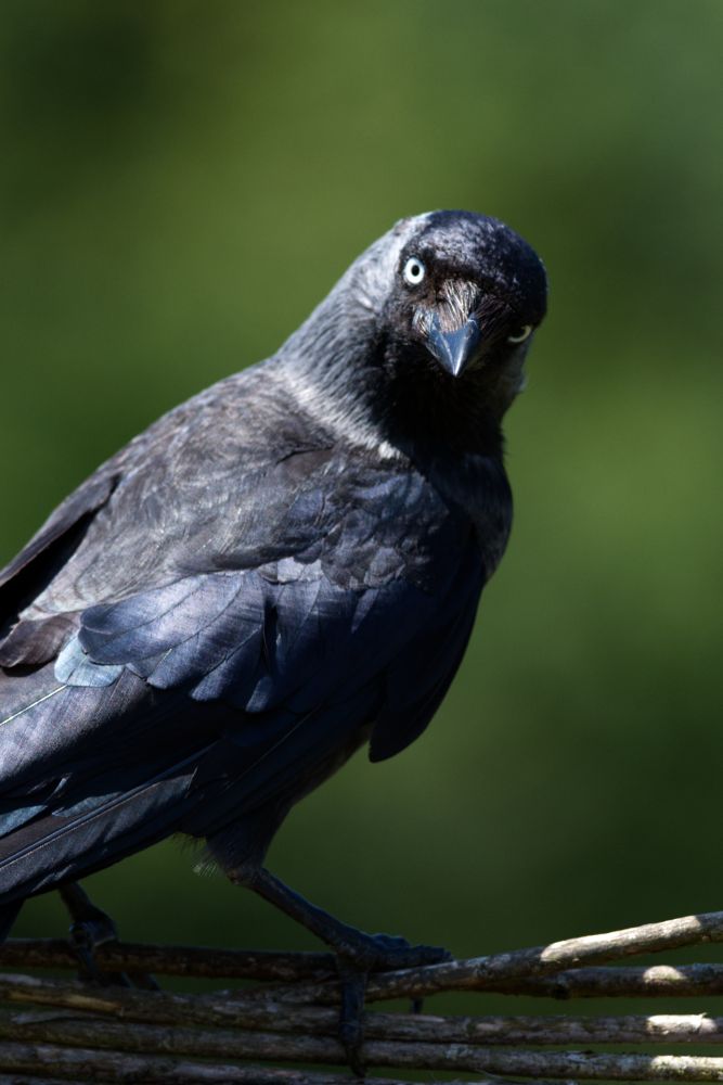 A black-and-silver crow looking over their shoulder in the sunshine, against a backdrop of variegated green. Their overlapped layers of feathers are crisp and beautifully textured, and their head casts a stark shadow across their chest.