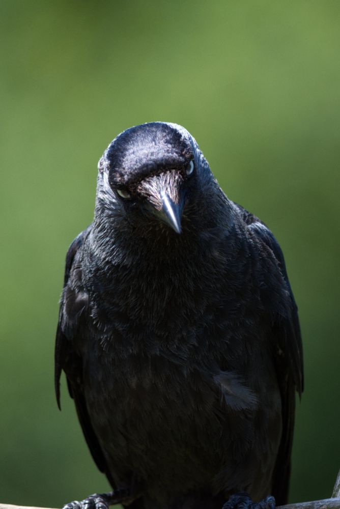 A portrait of a black and silver crow facing head-on. Their head is cocked, perceiving me with both eyes with curiosity. Their feathers form shimmering silver patterns down their chest.