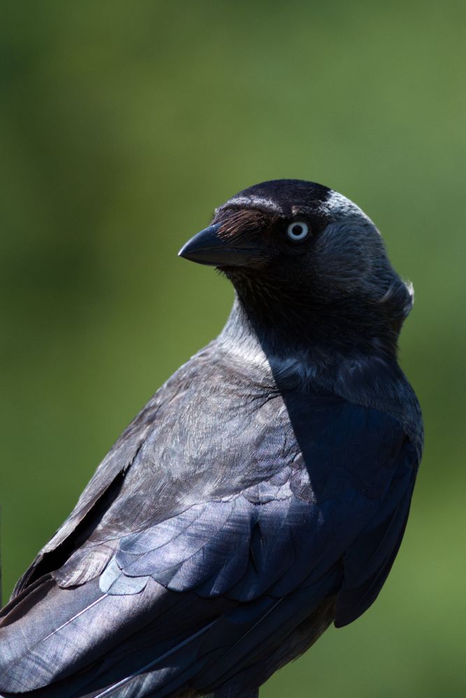 A crow perched on a fence made of sticks, against a backdrop of green. Their body is facing away, but they're looking over their shoulder at the camera with an inquisitive gaze.
