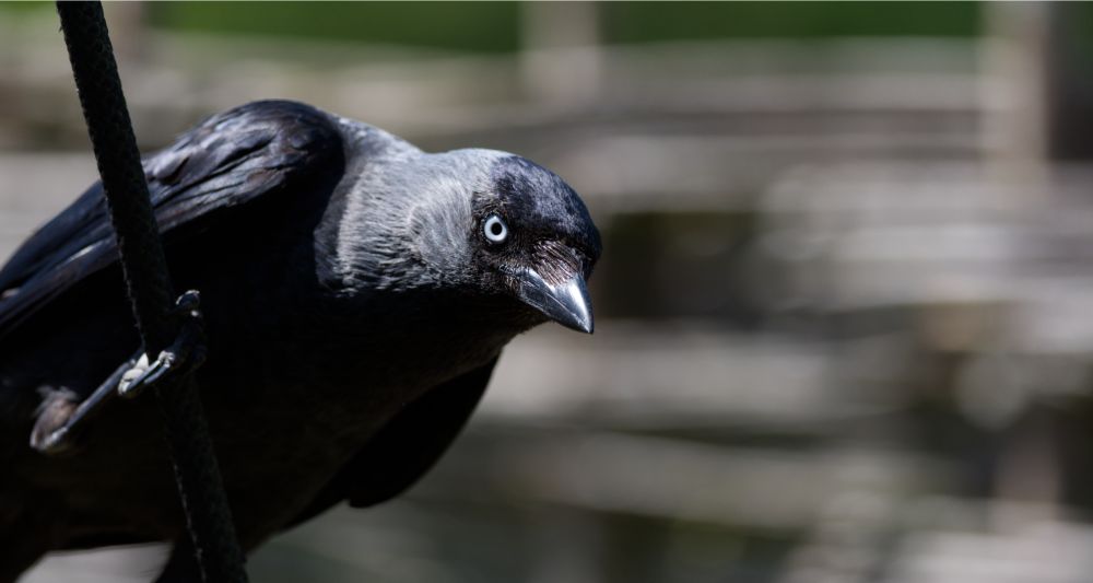 A black crow with piercing pale-blue eyes and a silver cowl of feathers across the back of its neck, holding onto a near-vertical black guy rope and leaning out to observe me in the sunshine. The background is a blur of sideways grey panels.