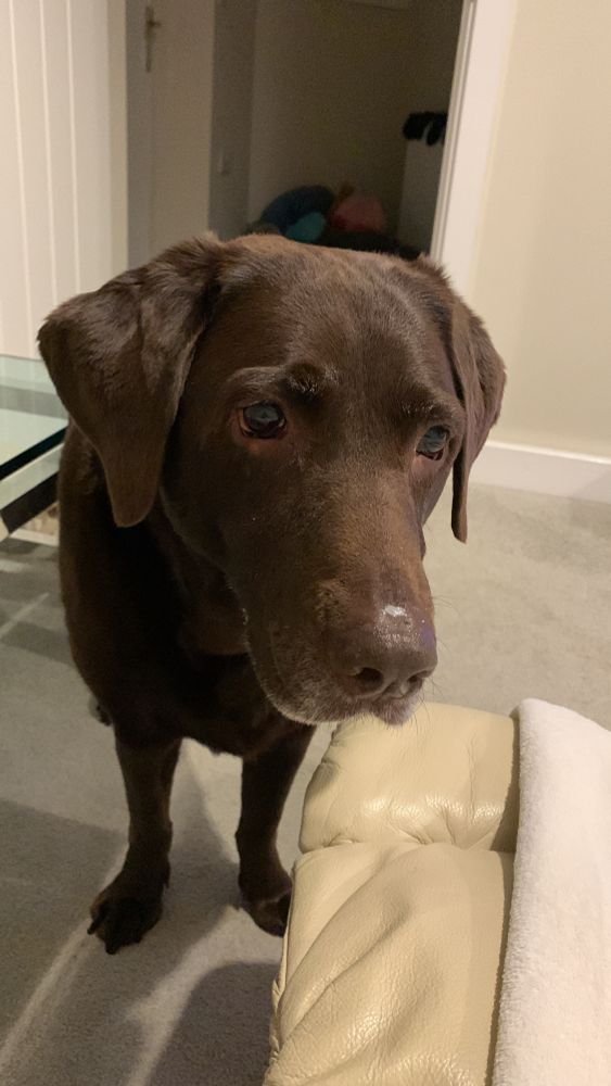A daft chocolate lab with yogurt on his nose