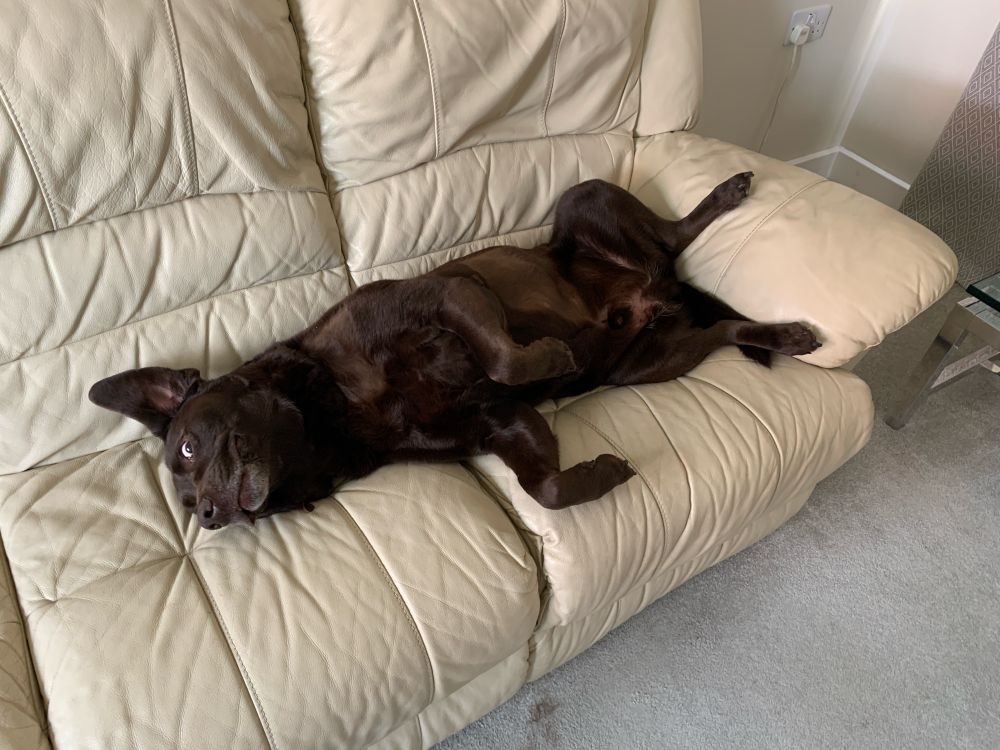 Reprobate of a dog on the sofa that he’s not allowed on