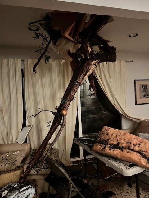 The top 10 feet of a redwood, which came through our flat roof ceiling at 6am in a huge windstorm. 

Not a great shot, but the background has curtains mostly across a window. The right foreground has some ceiling insulation on a table. The center top of the photo is where a spear of redwood top pierced the roof; the long piece of tree slopes down to the left. 