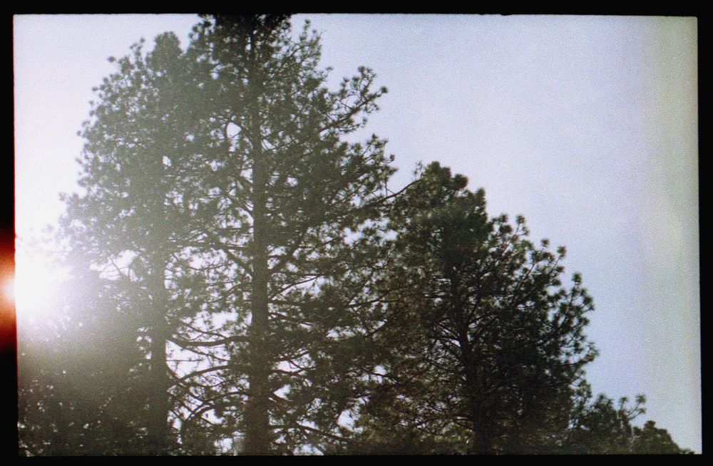 Sunshine peeking through the branches of a tall pine tree.
