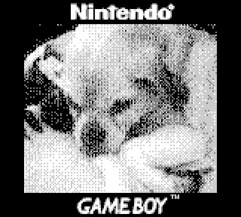 A low resolution black and white photo of a sleeping dog. The dog is a pug-chihuahua mix. He is adorable. 