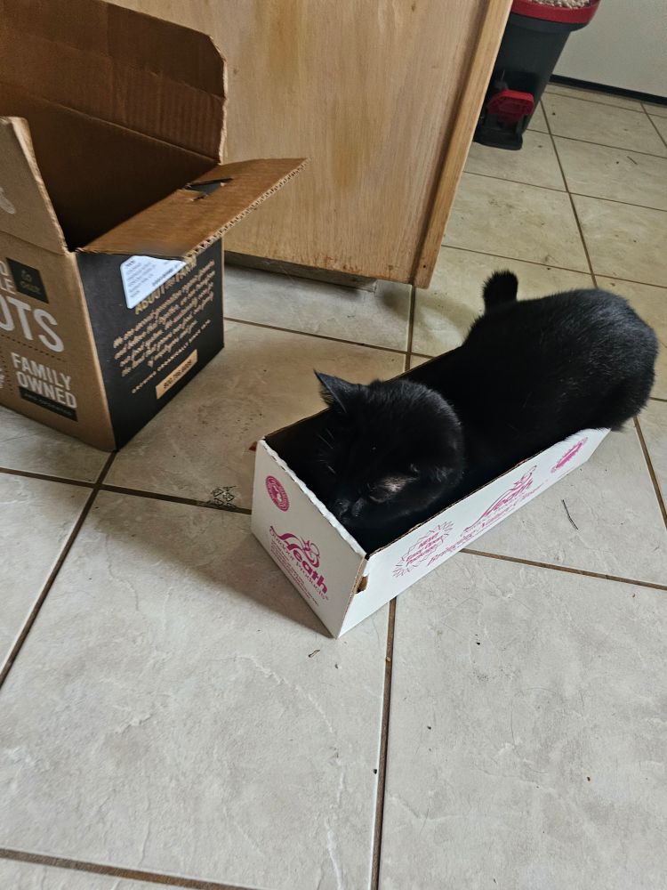 Black cat in a perfect loaf shaped box