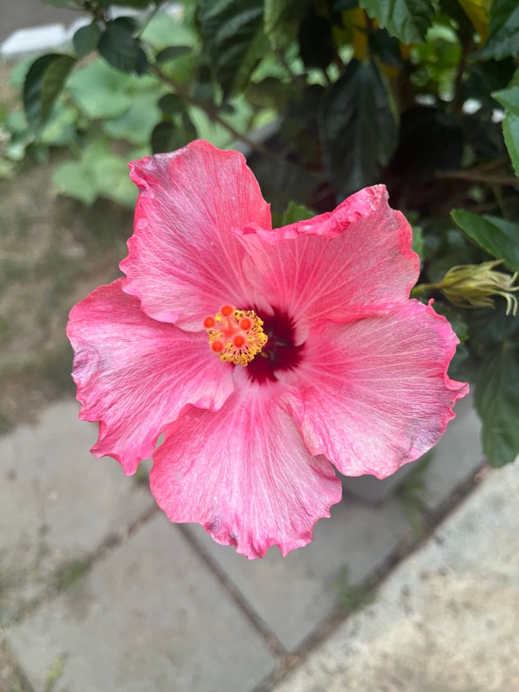 Hibiscus 🌺 from my garden 