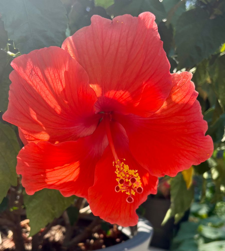 Hibiscus 🌺 