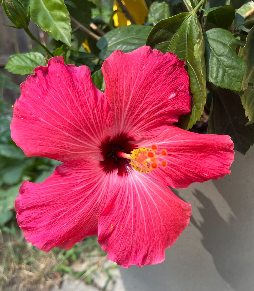 Hibiscus 🌺 
