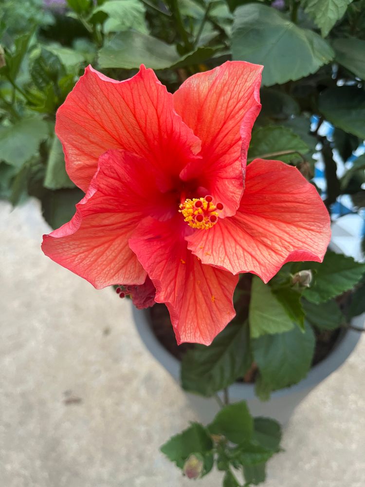 Hibiscus 🌺 from my garden 