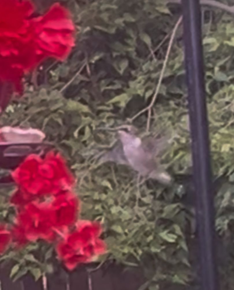 Hummingbird 