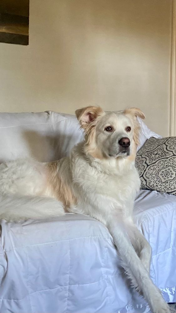 Large long legged white floofy dog on a white covered couch looking out the windows in the morning sun. 
