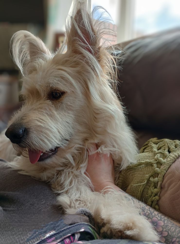 Same dog grown up. Massive now. Longer, more straggly hair. Especially around his ears which now point up. Tongue hanging out a little. He's lying half on me on the sofa. My arm is in the shot. My tattoos are good. 