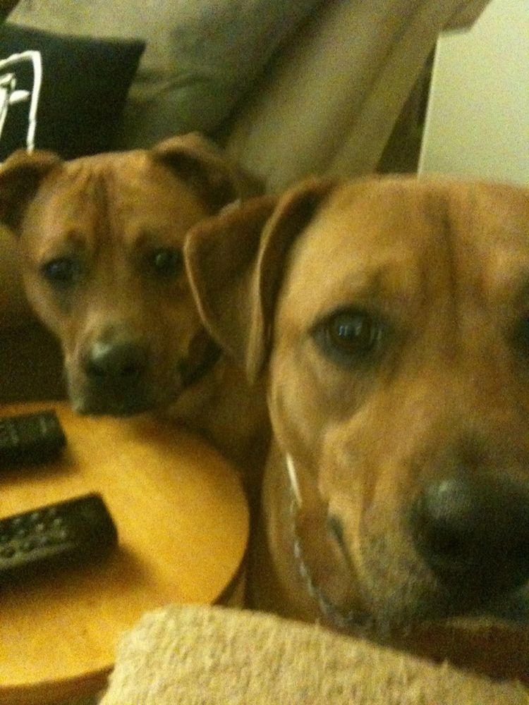 my 2 apricot American staffies