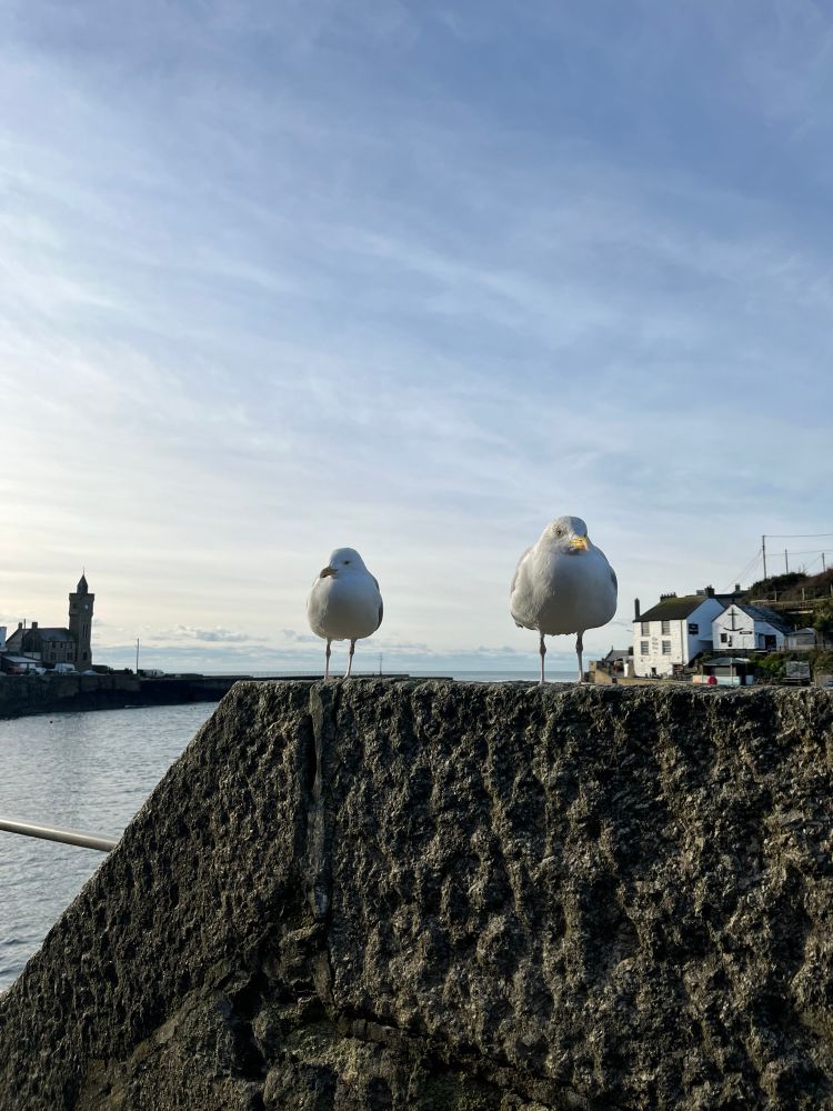 Two seagulls on a harbour wall in Cornwall, with the sea and a large clock tower behind in the distance

