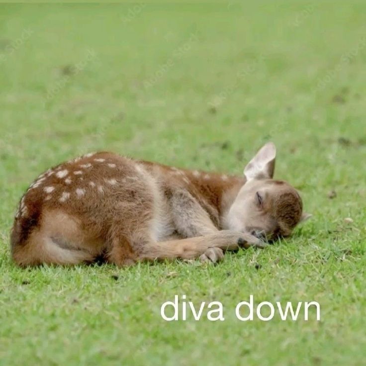 picture of a baby deer lying down with the text “diva down” in the bottom right corner