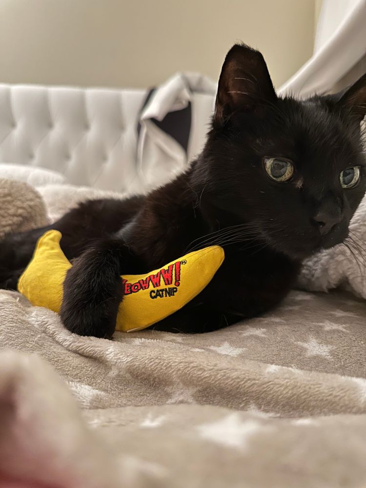 beautiful black house panther with his emotional support catnip banana attached to an emergent mutual aid request for his medicine -- he's been in pain