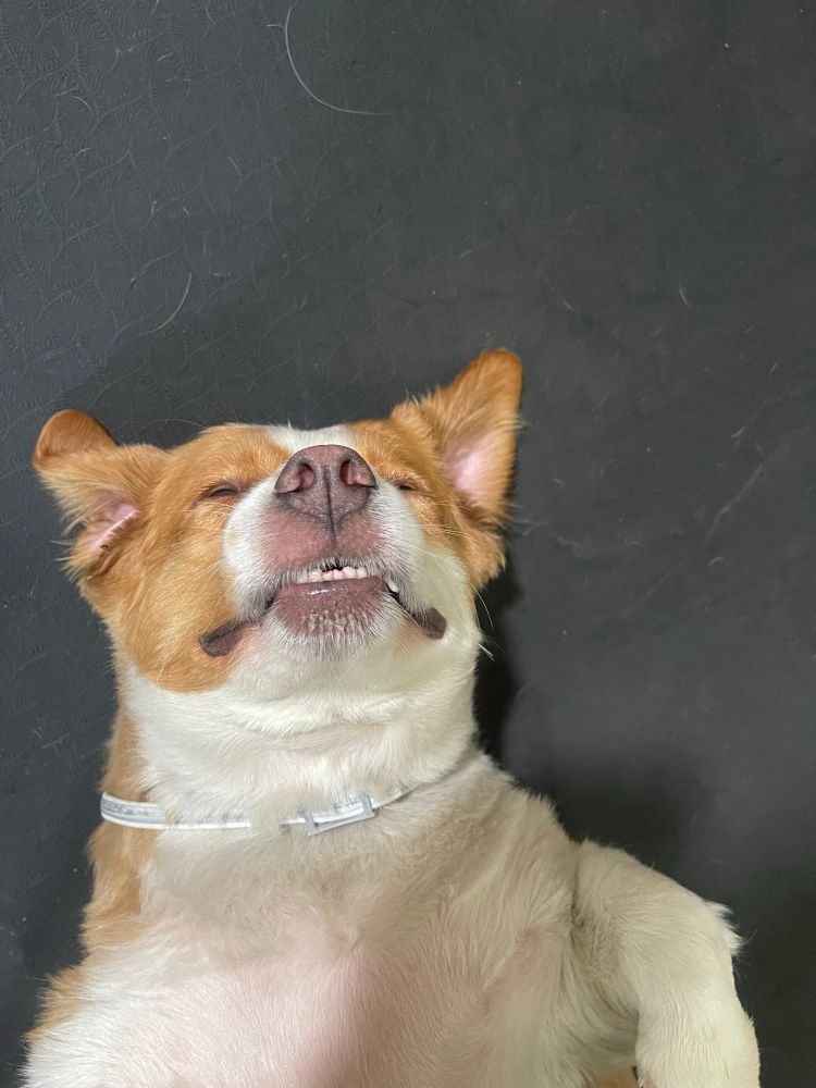 My dawgter looking up at the camera literally looking like she’s taking a selfie but goofier 