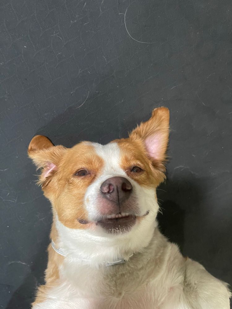 My dawgter looking up at the camera literally looking like she’s taking a selfie