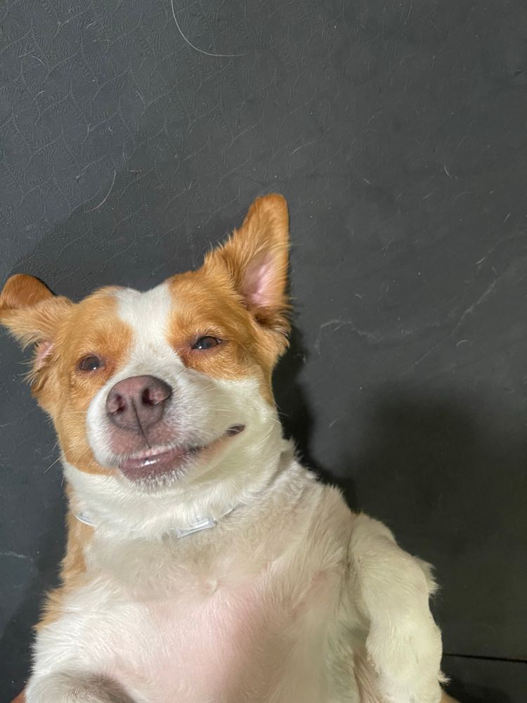 My dawgter looking up at the camera literally looking like she’s taking a selfie, smiling goofily