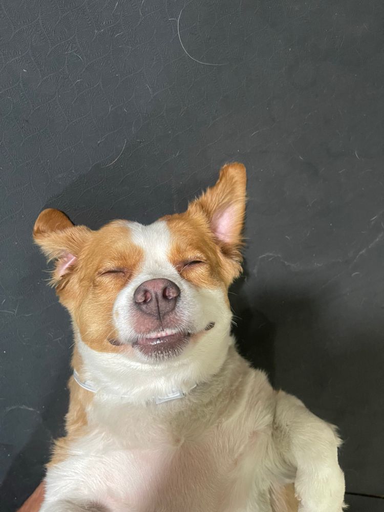My dawgter looking up at the camera literally looking like she’s taking a selfie, face giving content.