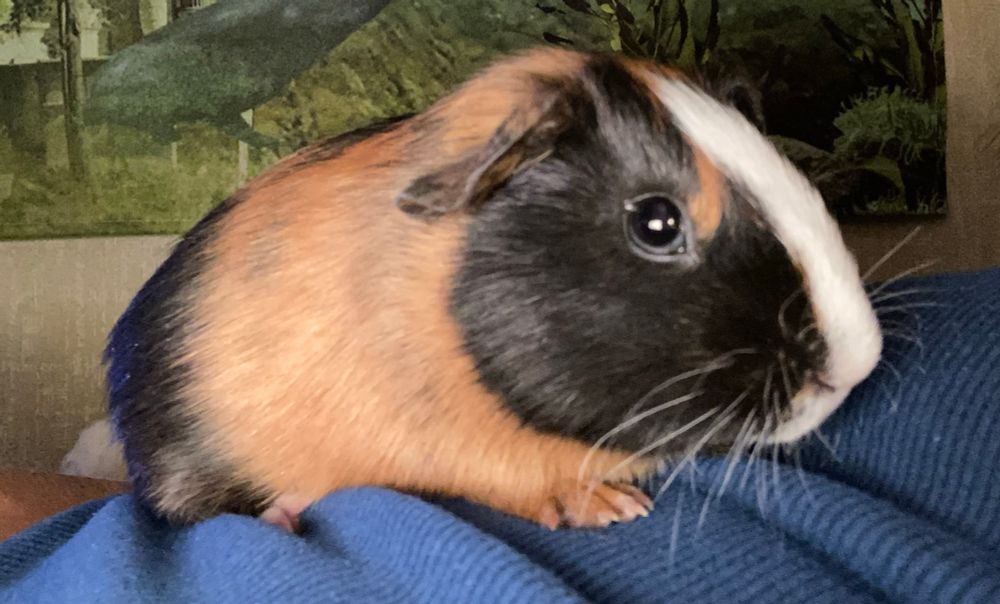 Close-up pic of tricolor guinea pig named Hamlet.