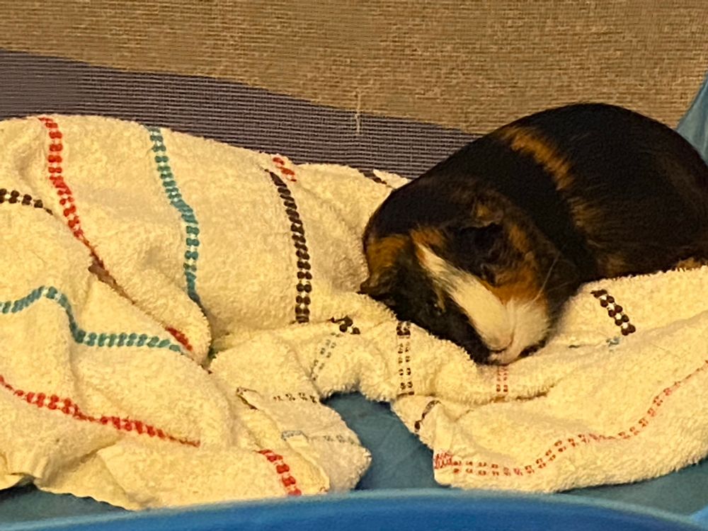Sleeping tricolor guinea pig named Hamlet.