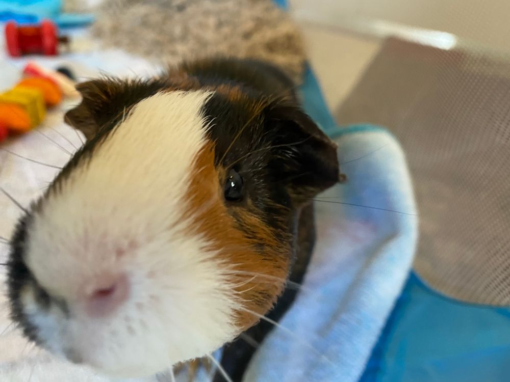 Pic of tricolor guinea pig named Hamlet.