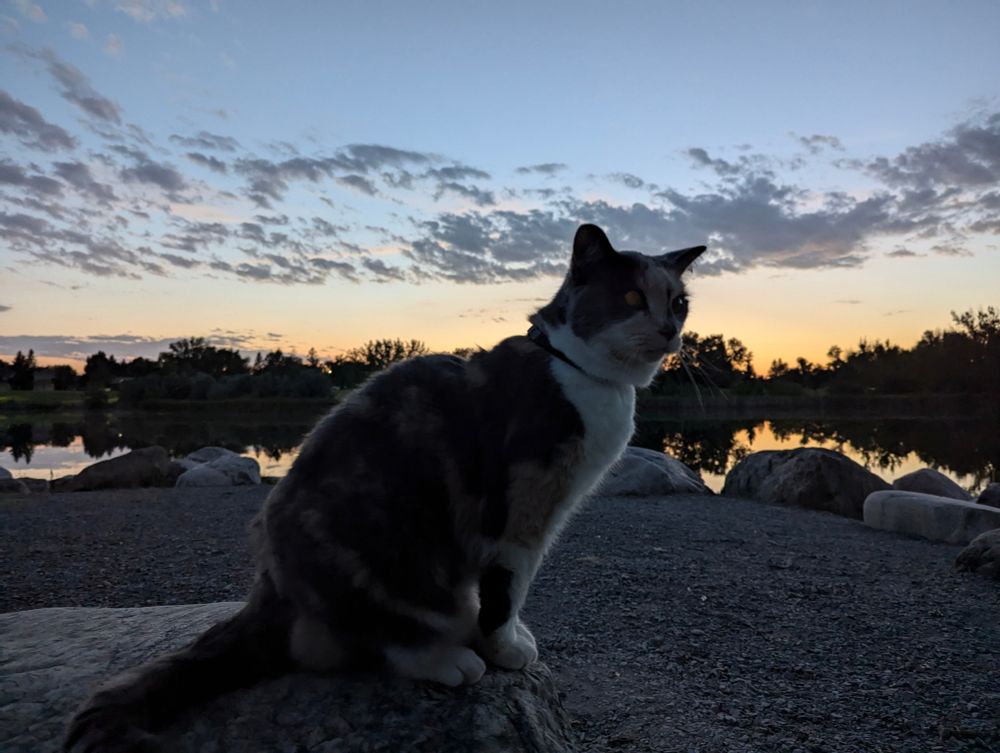 A ferocious apex predator on the prowl.