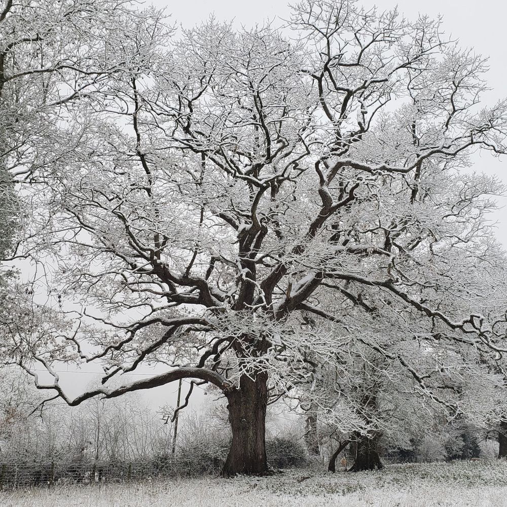 Oak tree with branches bare of leaves covered in snow. Set in a hedge with other trees mostly on the right. You may also be able to make out a sheep, which shows that it is a colour shot, not B&W.