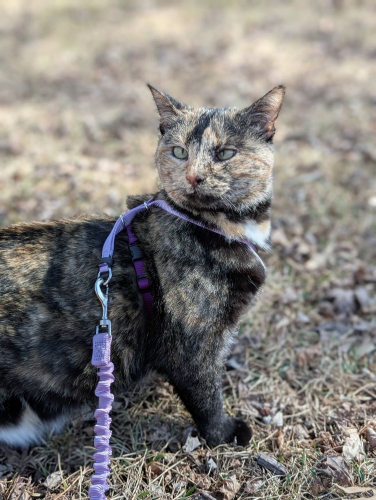 A mostly brown and black calico cat in a purple harness with a leash