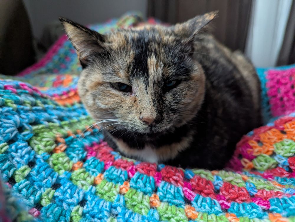 Calico cat on a rainbow crocheted blanket
