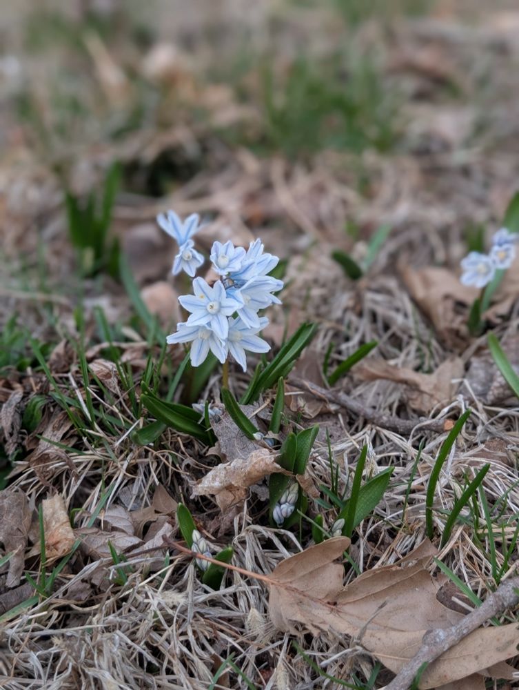 Small light blue flowers