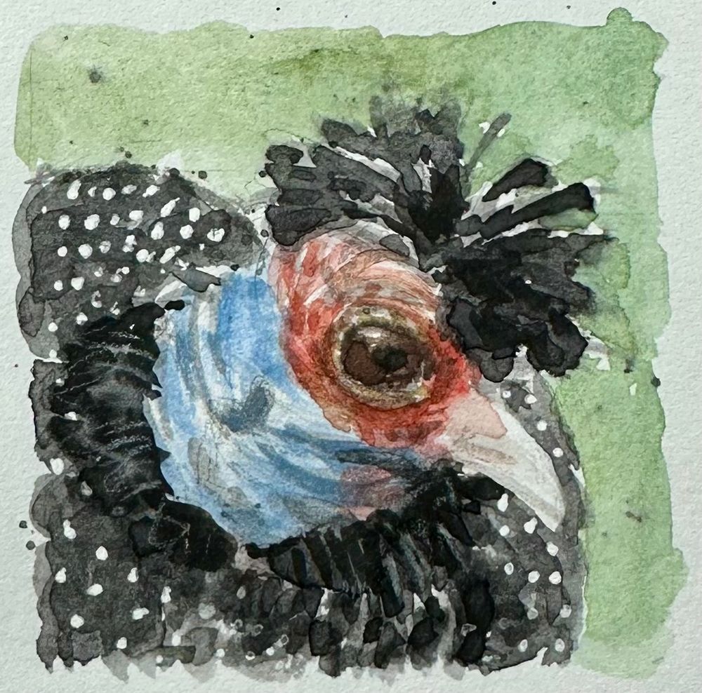 Watercolor sketch of a guinea fowl looking to the right side. It’s only the head and part of the body, the emphasis is on the head.
