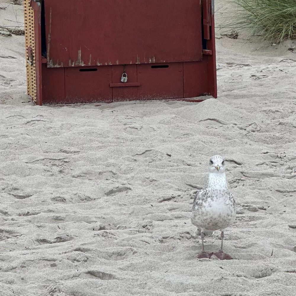 Eine Möwe in Frontansicht fotografiert und dahinter ein Teil eines rotbraunen Strandkorbs. Die Möwe fällt vor dem graubraunen Sand nur wenig auf.