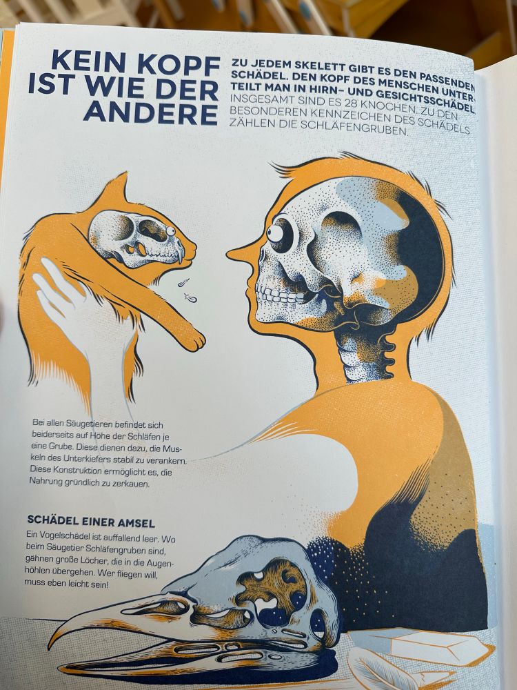 Illustrationen, man sieht innen die Schädel:
Ein Mensch, der eine Katze hochhält, unten wieder der Vogelschädel