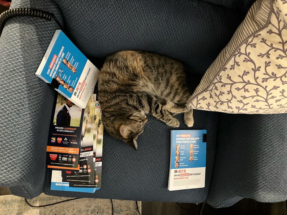 View from above of the seat of our armchair, taken up by more flyers (for both my slate and state Delegate Gabriel Acevero, another candidate I was knocking doors for) and my sleeping cat.