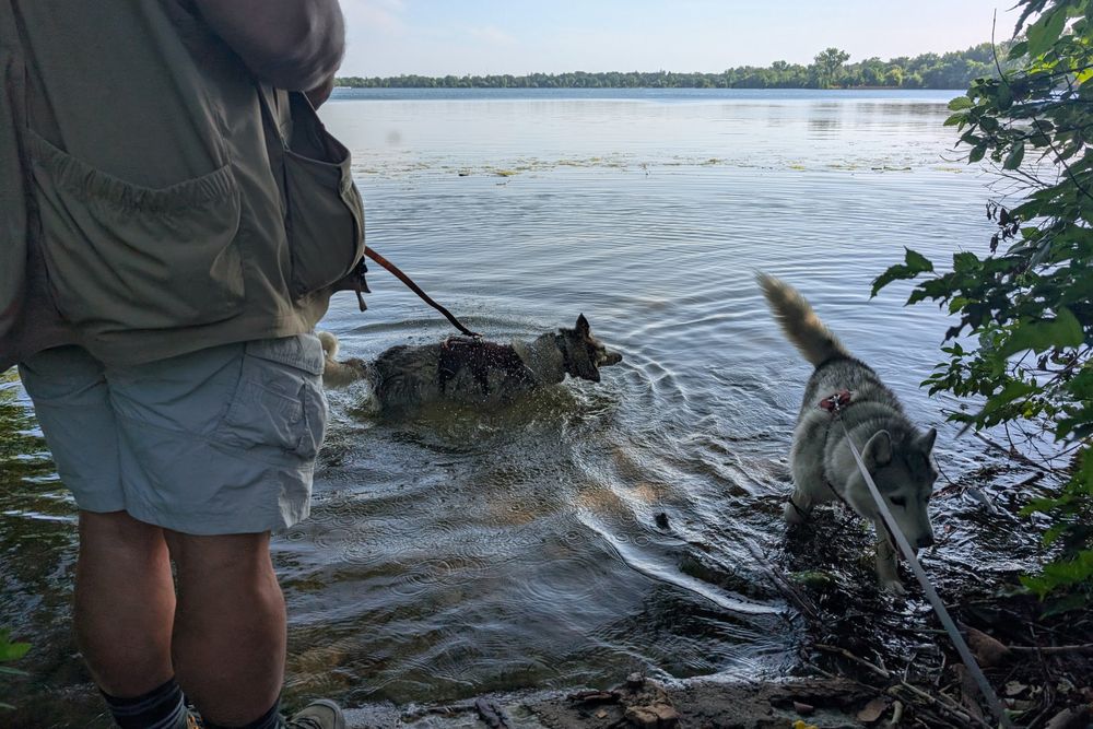 Two huskies enjoy the shallows of a moderately large lake, overseen by their handlers. Tonttu is up to his chest and shoulders in the water, and is caught mid-shake, spraying sparkles everywhere. He's being walked by Jeff, seen in field vest and shorts on the left. Zeena investigates the bushes along the shore on the right.