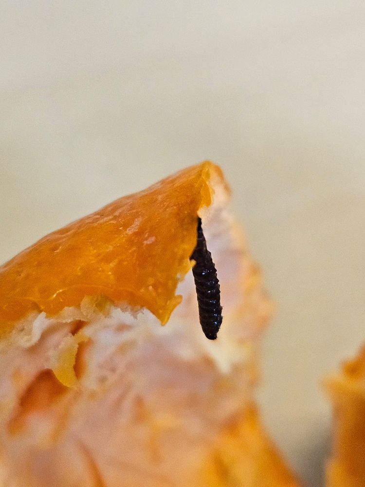 Mandarijneschil waaraan mogelijk en rups hangt