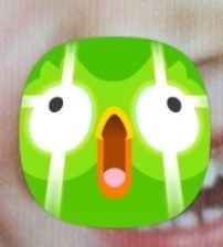 Groen uiltje met hele grote paniek ogen